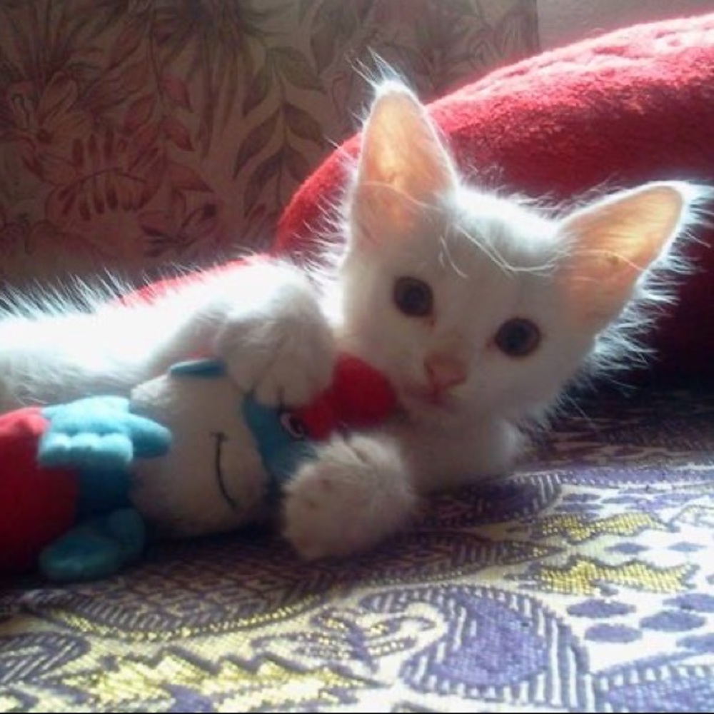 Meet your Posher, Nadia